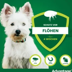 Advantage 40 Lösung für Hunde bis 4 kg 4 Einzeldosispipetten