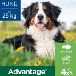 Advantage 400 Lösung Pipetten für Hunde ab 25 kg 4 Einzeldosispipetten