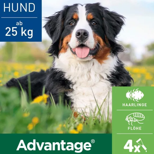 Advantage 400 Lösung Pipetten für Hunde ab 25 kg 4 Einzeldosispipetten