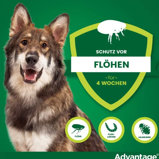 Advantage 400 Lösung Pipetten für Hunde ab 25 kg 4 Einzeldosispipetten