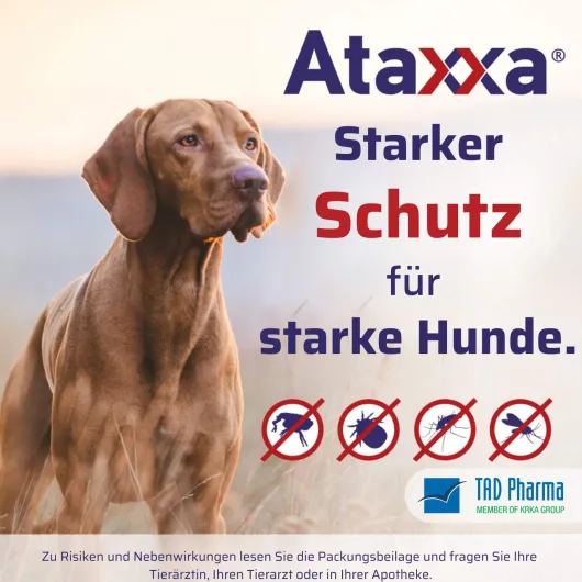 Ataxxa 1250 mg-250 mg Lösung zum Auftropfen für Hunde von 10-25 kg 3 Pipetten