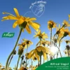 A.Vogel Atrosan Arnika Forte Gel 100 ml