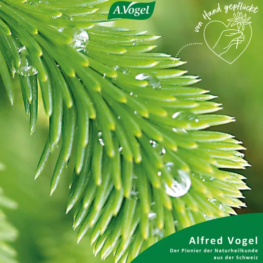 A.Vogel Santasapina® Bonbons 100 g