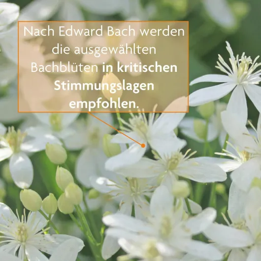 Bachblüten Tee Für Alle Fälle 15 Filterbeutel