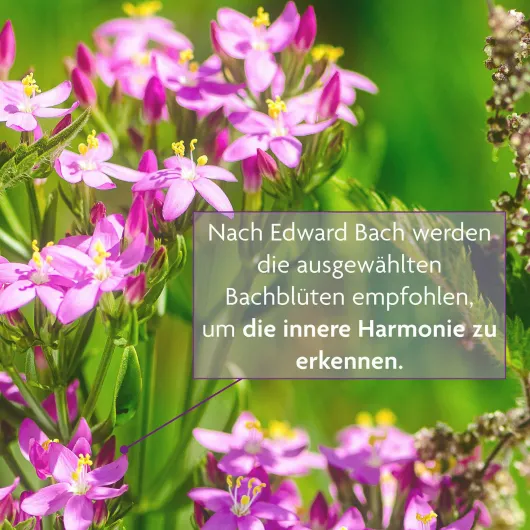 Bachblüten Tee Freude & Harmonie Bio 15 Filterbeutel