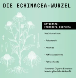 Echinacea Wurzel Extrakt Tropfen alkoholfrei 100 ml