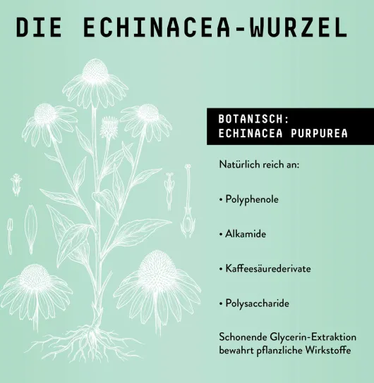 Echinacea Wurzel Extrakt Tropfen alkoholfrei 100 ml
