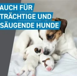 Frontline Spot On Hund L 20-40 kg 3 Pipetten