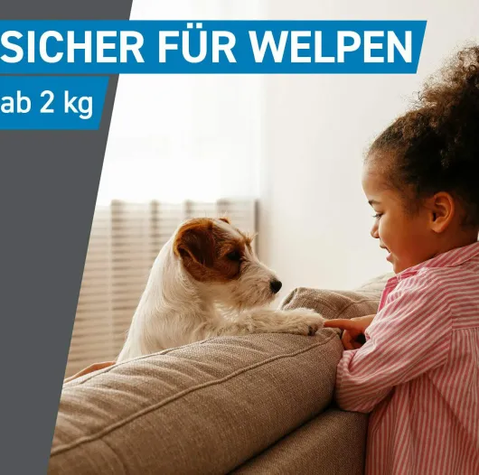 Frontline Spot On Hund M 10-20 kg 3 Pipetten