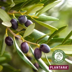Plantana Olive Pflege Duschbad 500 ml