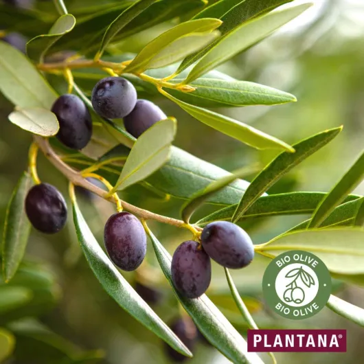 Plantana Olive Pflege Duschbad 500 ml