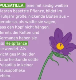 Pulsatilla D12 Globuli Pflüger Globulispender 10 g