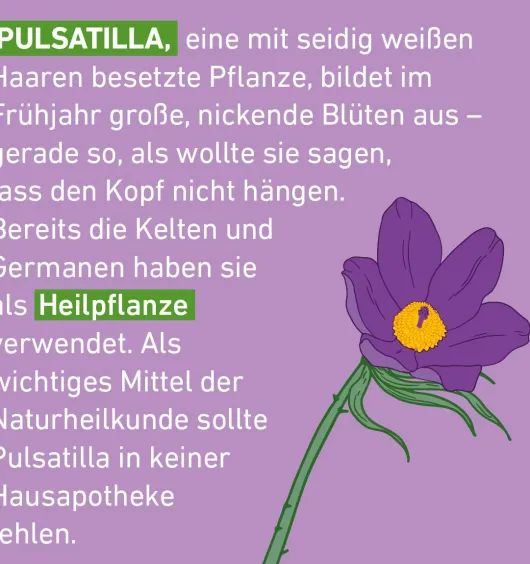 Pulsatilla D12 Globuli Pflüger Globulispender 10 g