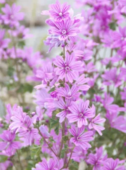 Rausch Feuchtigkeit Bodylotion Mit Malve 200 ml