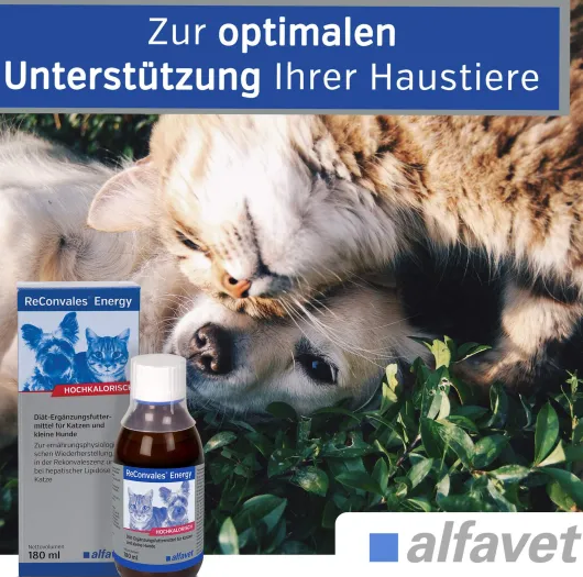 Reconvales AntiPhos 3 x 90 ml Flüssigkeit für kleine Hunde und Katzen