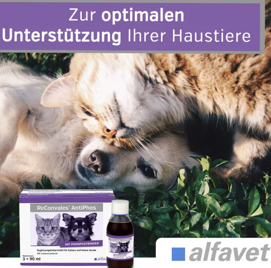 Reconvales AntiPhos 3 x 90 ml Flüssigkeit für kleine Hunde und Katzen