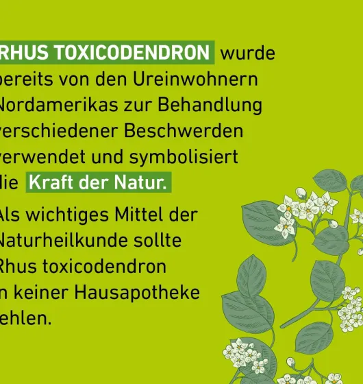 Rhus Toxicodendron D 12 Globuli Pflüger Globulispender 10 g
