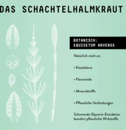 Schachtelhalm Extrakt Kräuter Tropfen alkoholfrei 100 ml