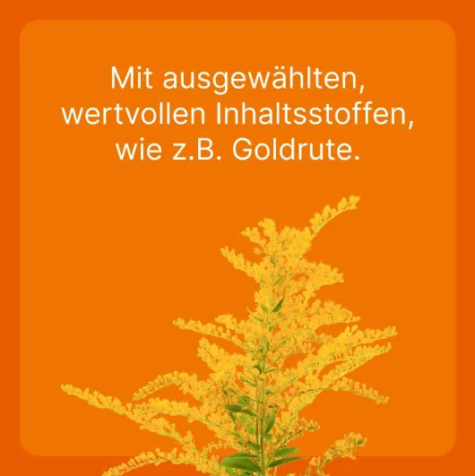 Solidago Compositum 100 Ampullen vet.