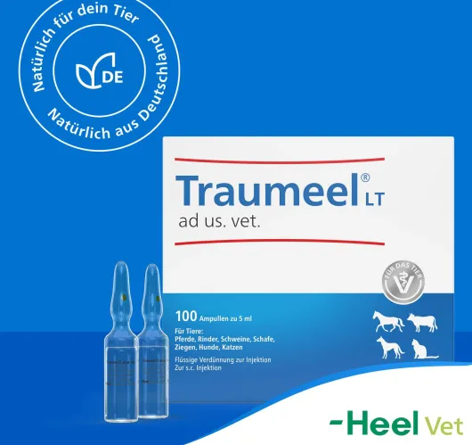 Traumeel LT ad us.vet. 100 x 5 ml Ampullen