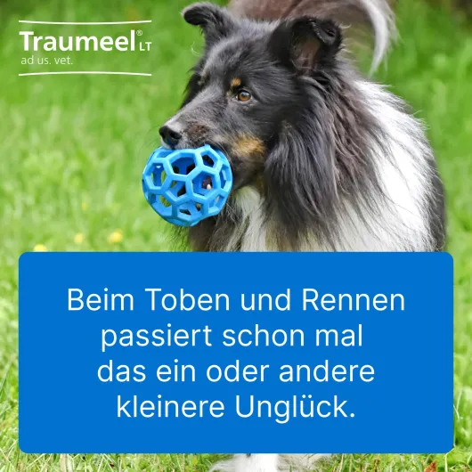 Traumeel LT ad us.vet. 100 x 5 ml Ampullen
