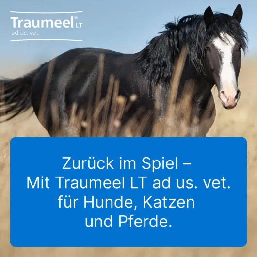 Traumeel LT ad us.vet. 100 x 5 ml Ampullen