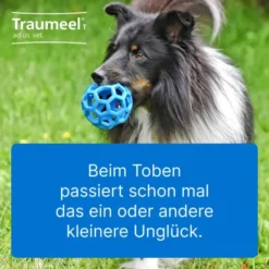 Traumeel T vet. 500 Tabletten