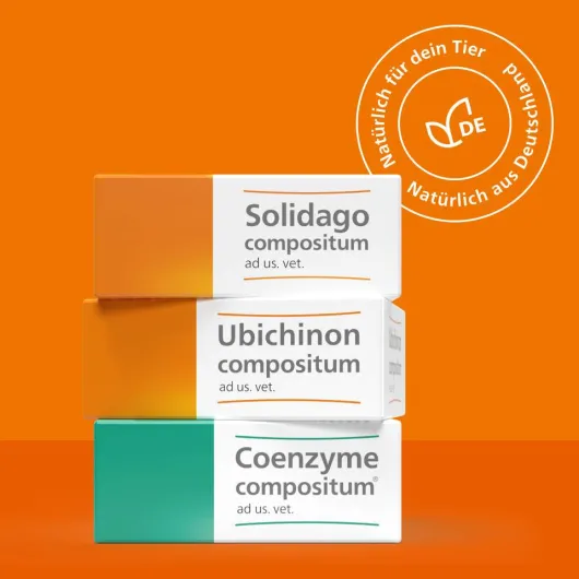 Ubichinon Compositum ad us.vet. 10 Ampullen