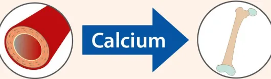 Vitamin K2 Öl Dr.Jacob s Tropfen
