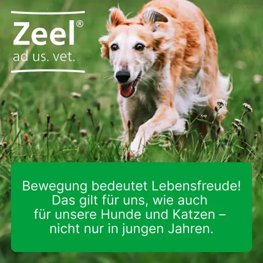 Zeel ad us. vet. 100 Tabletten
