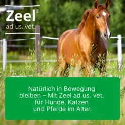 Zeel vet. 50 X 5 ml Ampullen